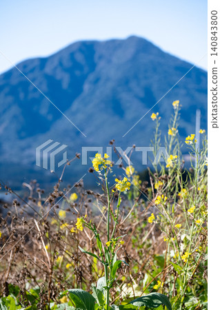 Yellow spring flowers blooming against a mountain backdrop Yellow spring flowers blooming against a mountain backdrop 140843800