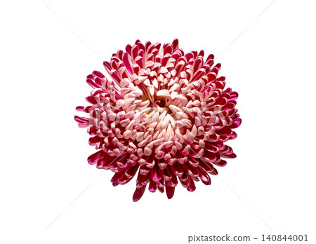 Single chrysanthemum flower head isolated on plain background. Dense petals create rounded floral shape in minimal composition. Botanical concept reflects beauty, decoration, 140844001