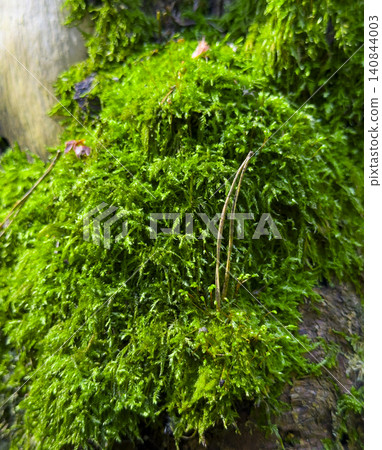 Dense green plants grow near water forming natural texture. Lush vegetation creates organic pattern in outdoor environment. Nature concept reflects ecology, growth, fresh landscape 140844003