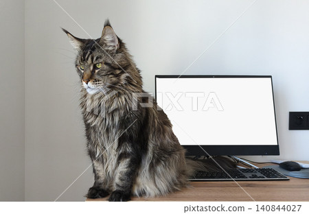 Maine coon cat sits on desk near computer in home workspace. Large fluffy feline looks forward beside monitor and keyboard. Lifestyle scene reflects remote work, comfort, domestic Maine coon cat sits on desk near computer in home workspace. Large fluffy feline looks forward beside monitor and keyboard. Lifestyle scene reflects remote work, comfort, domestic 140844027