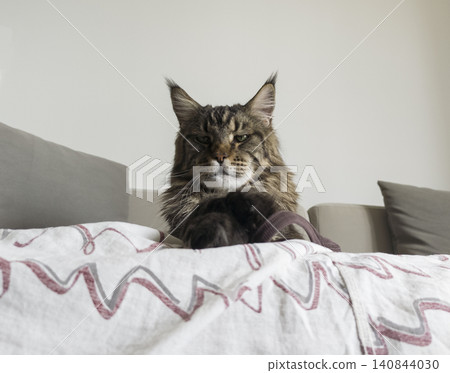 Maine coon cat lies on sofa resting paws on fabric surface. Large fluffy feline relaxes on blanket in home interior. Pet scene reflects comfort, domestic lifestyle, calm Maine coon cat lies on sofa resting paws on fabric surface. Large fluffy feline relaxes on blanket in home interior. Pet scene reflects comfort, domestic lifestyle, calm 140844030