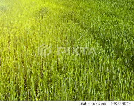Green field stretches with young plants under sky horizon. Agricultural landscape shows growth of crops in nature environment. Concept reflects farming, ecology, outdoor rural Green field stretches with young plants under sky horizon. Agricultural landscape shows growth of crops in nature environment. Concept reflects farming, ecology, outdoor rural 140844044