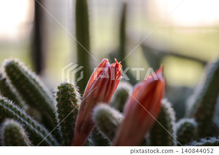 Close view of flower buds rising from fuzzy cactus stems, with sharp spines, shallow depth of field, blurred greenery and warm natural light 140844052