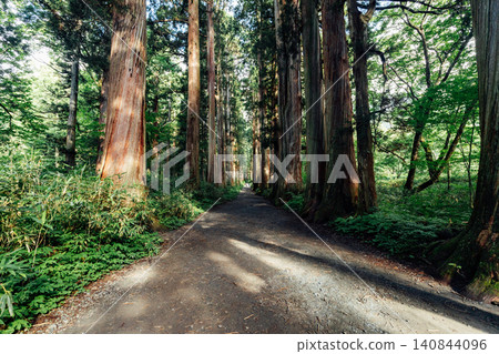 [長野市戶隱] 戶隱神社內殿兩側綠樹成蔭的小徑景色。 140844096