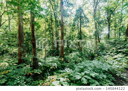 [Togakushi, Nagano City] Togakushi Shrine Inner Sanctuary: Forest scenery along the approach to the shrine 140844122