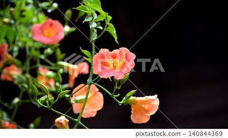 Trumpet vine flowers blooming, wet with light rain: A scene from early summer at Myohonji Temple in Kamakura. Trumpet vine flowers blooming, wet with light rain: A scene from early summer at Myohonji Temple in Kamakura. 140844369