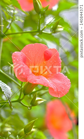 Trumpet vine flowers blooming, wet with light rain: A scene from early summer at Myohonji Temple in Kamakura. Trumpet vine flowers blooming, wet with light rain: A scene from early summer at Myohonji Temple in Kamakura. 140844371