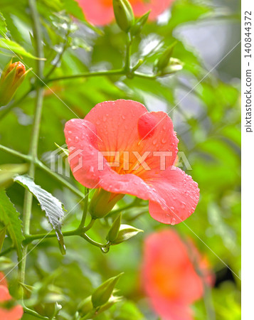 Trumpet vine flowers blooming, wet with light rain: A scene from early summer at Myohonji Temple in Kamakura. Trumpet vine flowers blooming, wet with light rain: A scene from early summer at Myohonji Temple in Kamakura. 140844372