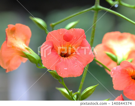凌霄花盛開,被細雨打濕:鎌倉妙本寺初夏景象。 凌霄花盛開,被細雨打濕:鎌倉妙本寺初夏景象。 140844374