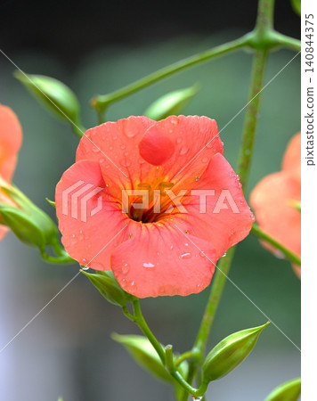 凌霄花盛開，被細雨打濕：鎌倉妙本寺初夏景象。 140844375