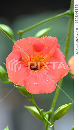 凌霄花盛開,被細雨打濕:鎌倉妙本寺初夏景象。 凌霄花盛開,被細雨打濕:鎌倉妙本寺初夏景象。 140844376