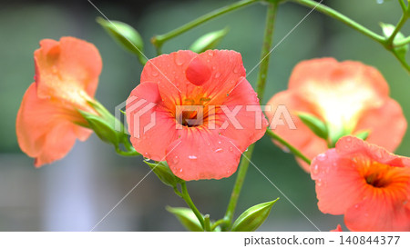 Trumpet vine flowers blooming, wet with light rain: A scene from early summer at Myohonji Temple in Kamakura. Trumpet vine flowers blooming, wet with light rain: A scene from early summer at Myohonji Temple in Kamakura. 140844377