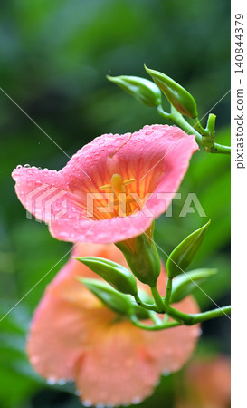 Trumpet vine flowers blooming, wet with light rain: A scene from early summer at Myohonji Temple in Kamakura. Trumpet vine flowers blooming, wet with light rain: A scene from early summer at Myohonji Temple in Kamakura. 140844379