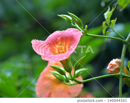 Trumpet vine flowers blooming, wet with light rain: A scene from early summer at Myohonji Temple in Kamakura. Trumpet vine flowers blooming, wet with light rain: A scene from early summer at Myohonji Temple in Kamakura. 140844381