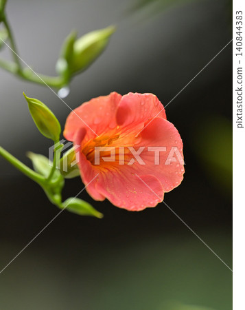 凌霄花盛開,被細雨打濕:鎌倉妙本寺初夏景象。 凌霄花盛開,被細雨打濕:鎌倉妙本寺初夏景象。 140844383