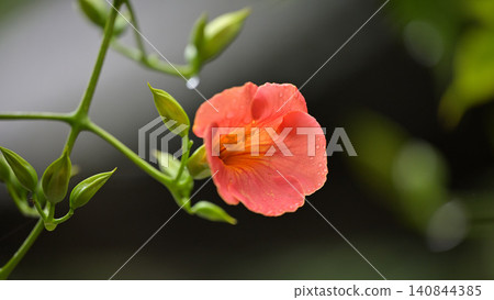 凌霄花盛開,被細雨打濕:鎌倉妙本寺初夏景象。 凌霄花盛開,被細雨打濕:鎌倉妙本寺初夏景象。 140844385
