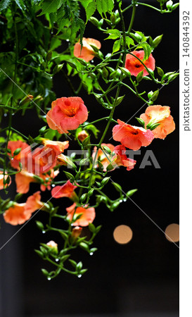 Trumpet vine flowers blooming, wet with light rain: A scene from early summer at Myohonji Temple in Kamakura. Trumpet vine flowers blooming, wet with light rain: A scene from early summer at Myohonji Temple in Kamakura. 140844392