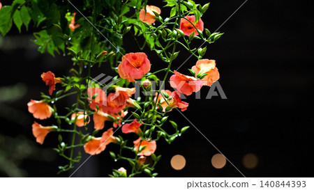 Trumpet vine flowers blooming, wet with light rain: A scene from early summer at Myohonji Temple in Kamakura. Trumpet vine flowers blooming, wet with light rain: A scene from early summer at Myohonji Temple in Kamakura. 140844393