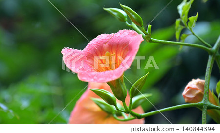 凌霄花盛開,被細雨打濕:鎌倉妙本寺初夏景象。 凌霄花盛開,被細雨打濕:鎌倉妙本寺初夏景象。 140844394