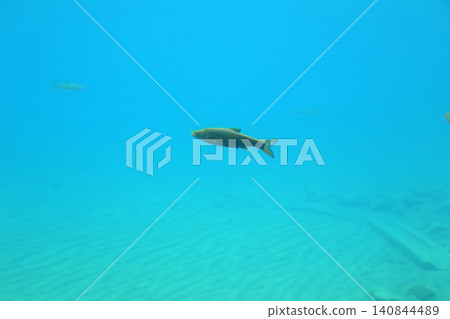 Lake Shikotsu, Himemasu (landlocked salmon), Yamasen Railway Bridge, Lake Shikotsu sightseeing boat, caldera lake, Hokkaido sightseeing, Poropinai Park, Shikotsu-Toya National Park 140844489