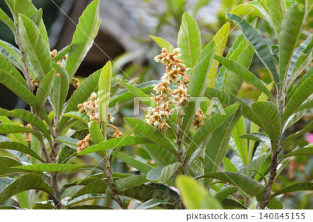 Flower of loquat Flower of loquat 140845155