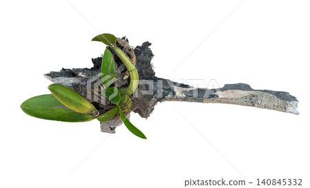 Studio shot featuring a small wild orchid plant with fresh green leaves growing naturally on a weathered piece of dark driftwood. Isolated against a solid white background. With Clipping Path. Studio shot featuring a small wild orchid plant with fresh green leaves growing naturally on a weathered piece of dark driftwood. Isolated against a solid white background. With Clipping Path. 140845332