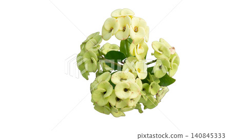 Top view shot showing a beautiful bunch of light green Crown of Thorns or Euphorbia Milii flowers with fresh green leaves isolated on a white background. With clipping path. Top view shot showing a beautiful bunch of light green Crown of Thorns or Euphorbia Milii flowers with fresh green leaves isolated on a white background. With clipping path. 140845333