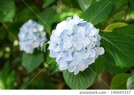 風景與繡球花 風景與繡球花 140845337