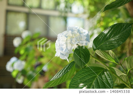 風景與繡球花 風景與繡球花 140845338