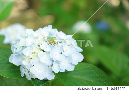 Japanese tree frog and hydrangea 140845351