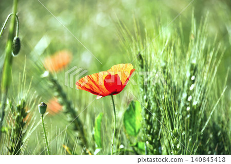 Vibrant red poppy flower blooming in a sunlit green wheat field Vibrant red poppy flower blooming in a sunlit green wheat field 140845418