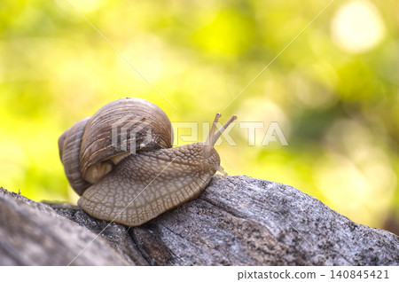 Garden Snail on Rock With Brown Shell in Soft Sunlit Green Bokeh Background Garden Snail on Rock With Brown Shell in Soft Sunlit Green Bokeh Background 140845421
