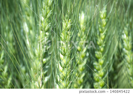 Close-up view of young green wheat stalks with developing grains in a field Close-up view of young green wheat stalks with developing grains in a field 140845422