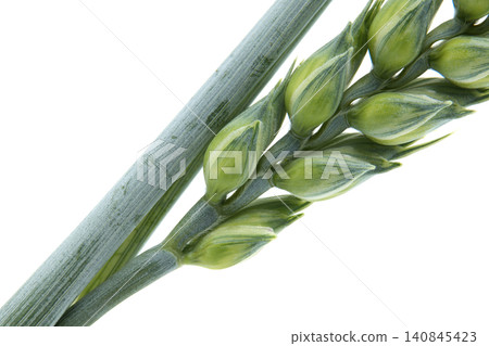 Close-up of a young green wheat ear with developing grains against a white background Close-up of a young green wheat ear with developing grains against a white background 140845423