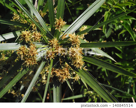 A close-up of a sedge flower bathed in sunlight (a mosquito net made of palm leaves hanging by the roadside). A close-up of a sedge flower bathed in sunlight (a mosquito net made of palm leaves hanging by the roadside). 140845514