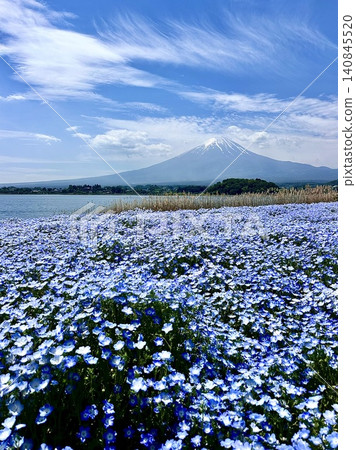 Fuji and Nemophila 140845520