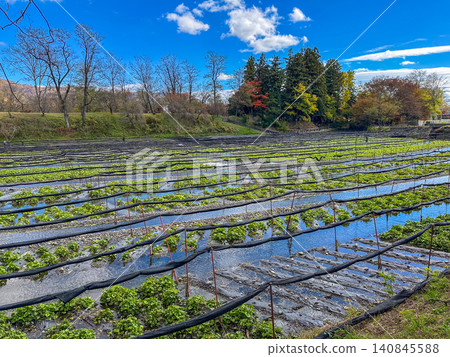 A landscape of a large wasabi farm in Azumino, Nagano Prefecture, Japan. A landscape of a large wasabi farm in Azumino, Nagano Prefecture, Japan. 140845588