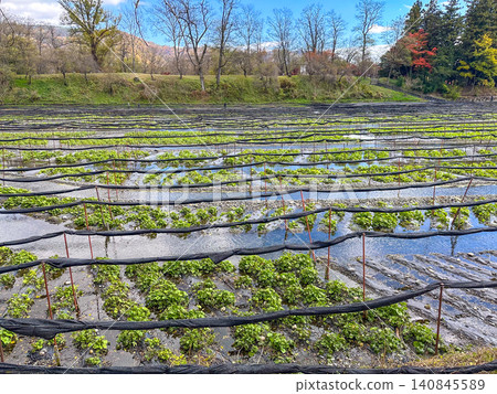 A landscape of a large wasabi farm in Azumino, Nagano Prefecture, Japan. A landscape of a large wasabi farm in Azumino, Nagano Prefecture, Japan. 140845589