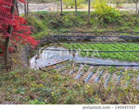 日本長野縣安曇野市大型山葵農場的景觀。 日本長野縣安曇野市大型山葵農場的景觀。 140845597