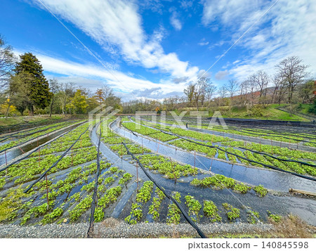 A landscape of a large wasabi farm in Azumino, Nagano Prefecture, Japan. A landscape of a large wasabi farm in Azumino, Nagano Prefecture, Japan. 140845598