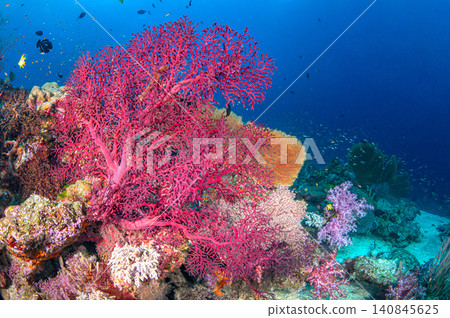 Pink gorgonian sea fan in crystal clear water at Similan National Park, Thailand Pink gorgonian sea fan in crystal clear water at Similan National Park, Thailand 140845625