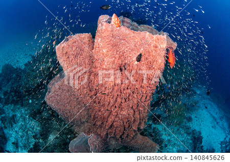 Giant Barrel Sponge ith coral grouper and school of glass fish in Andaman sea of Thailand Giant Barrel Sponge ith coral grouper and school of glass fish in Andaman sea of Thailand 140845626