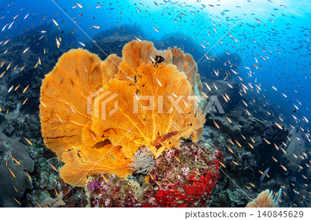 Gorgonian sea fan coral on tropical reef with a school of fish at Tachai Pinnacle in Thailand Gorgonian sea fan coral on tropical reef with a school of fish at Tachai Pinnacle in Thailand 140845629