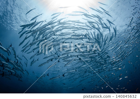 Massive school of barracuda swimming together in crystal clear water of Andaman sea in Thailand Massive school of barracuda swimming together in crystal clear water of Andaman sea in Thailand 140845632