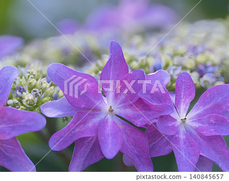 陰涼處盛開的繡球花 140845657