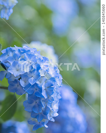 Blue hydrangea Blue hydrangea 140845660