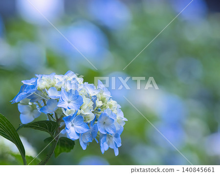 藍色繡球花 140845661