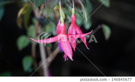 Beautiful Fuchsia Flowers in Bloom Close Up Beautiful Fuchsia Flowers in Bloom Close Up 140845677