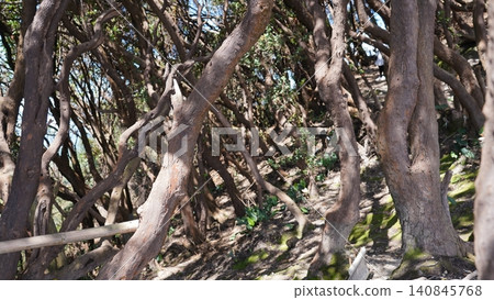 Dense Forest of Manzanita Trees on Sunny Day Dense Forest of Manzanita Trees on Sunny Day 140845768