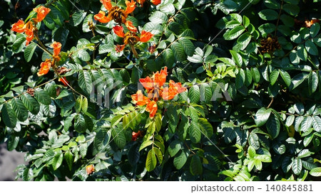 African Tulip Tree Blooms with Green Foliage Beauty African Tulip Tree Blooms with Green Foliage Beauty 140845881